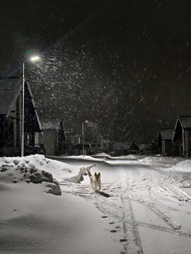 The dog is running along the road. Snow-covered uncleared road in a siberian cottage village.