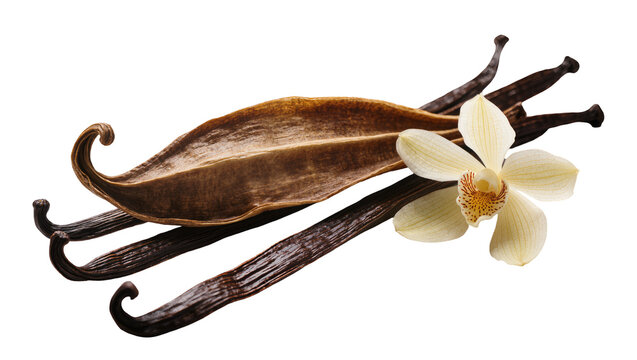 Isolated vanilla orchid flower and dried husk with gourmet dark brown aromatic pods