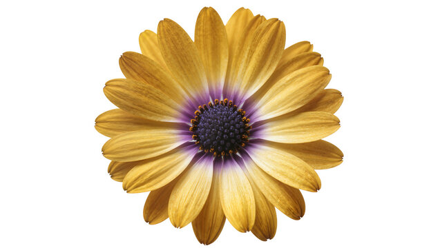 Isolated yellow and purple African daisy flower with vibrant petals and dark center
