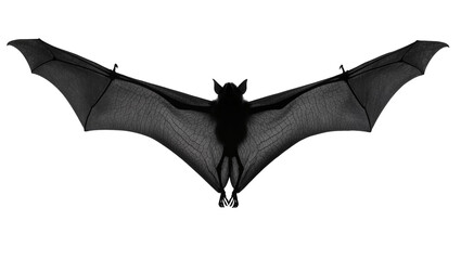 Isolated large fruit bat flying high with impressive outstretched wings, wildlife silhouette © Aoife