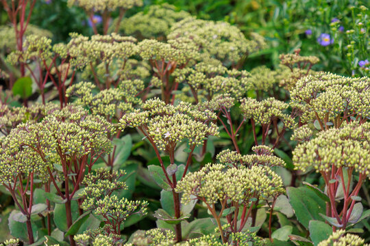 Fetthenne (Sedum-Hybride 'Matrona')
