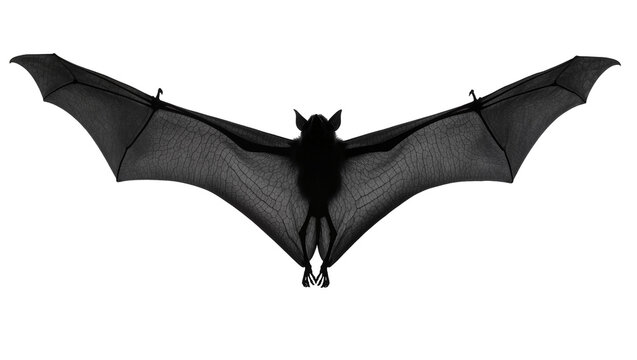 Isolated large fruit bat flying high with impressive outstretched wings, wildlife silhouette
