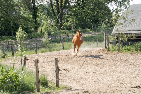 Chestnut horse galloping in a sunlit sandy paddock with rustic wooden fence, trees and polytunnel