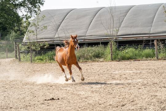 Chestnut horse galloping across a sandy outdoor riding arena beside a fenced paddock with a polytunnel shelter in the background