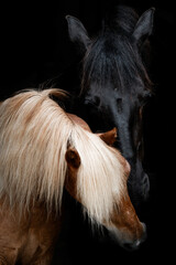 Intimate close-up portrait of a palomino horse with flaxen mane beside a black horse on black background © PIC by Femke