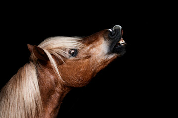 Studio portrait of chestnut pony with flaxen mane raising its head and showing teeth on black background © PIC by Femke