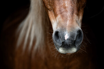 Naklejka premium Close-up portrait of a brown horse muzzle with whiskers and small white star marking, dramatic low-key lighting and shallow depth of field