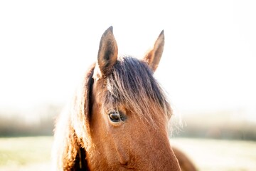 Close-up portrait of a bay horse showing attentive expression, mane and ears against bright field © PIC by Femke