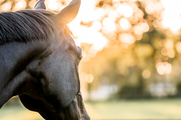 Close-up of a horse head with backlit mane in golden hour pasture, shallow depth of field, soft bokeh, peaceful equine portrait © PIC by Femke