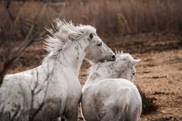 Two white horses with windswept manes and mud-streaked coats standing close together in a damp brown pasture © PIC by Femke