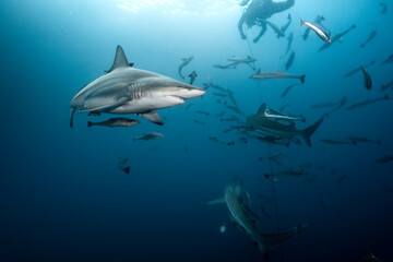 Obraz premium Oceanic blacktip shark encountering diver during reef dive