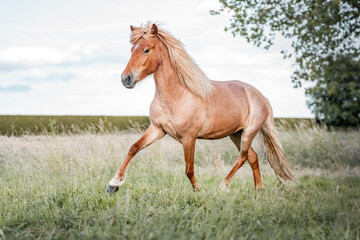 Palomino horse trotting across a sunlit grassy meadow with flowing mane and tail, trees and blue sky in background © PIC by Femke