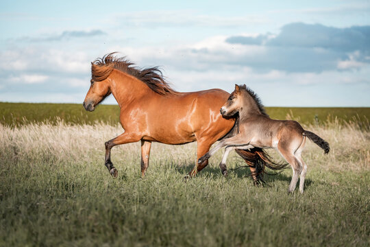 Chestnut mare running with her foal across a windswept grassy meadow under a bright blue sky in motion