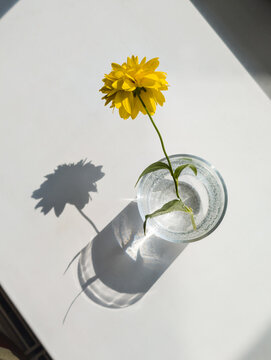 Minimalist flat lay of a yellow flower in a glass of sparkling water with a sharp shadow