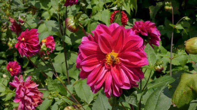 Pink dahlia flower gently swaying in the wind as a bee lands to collect nectar. Natural sunlight and vivid garden color create a relaxing, cinematic nature shot.