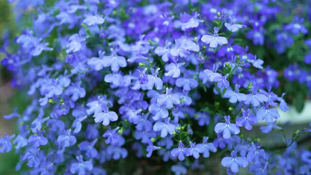 Lobelia erinus , blue flower for nature footage background design