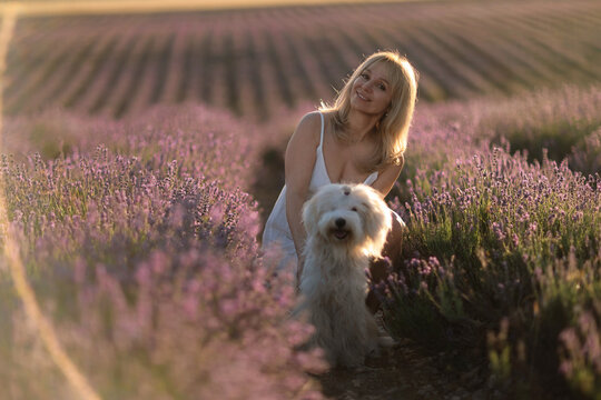 Woman dog lavender field at sunset enjoying summer with a fluffy white companion.