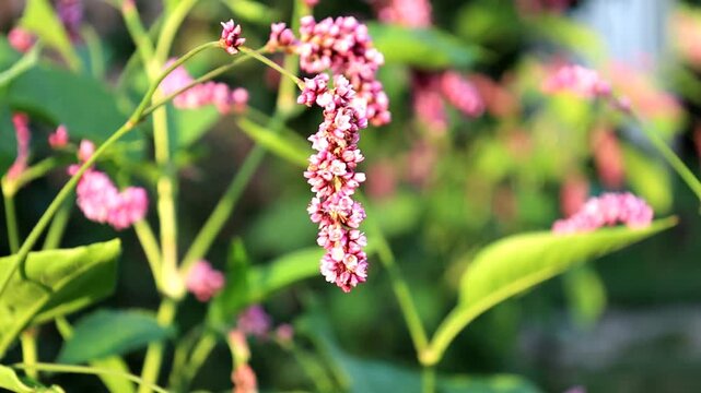 Small pink knotweed flowers bloom on slender stems among green leaves in a garden. Slow close-up camera motion captures the delicate inflorescence of a decorative plant outdoors on a sunny summer day,