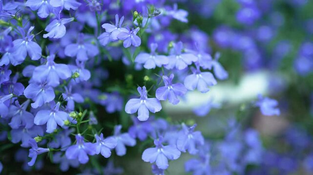 Lobelia erinus , blue flower for nature footage background design