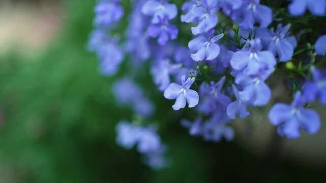 Lobelia erinus , blue flower for nature footage background design