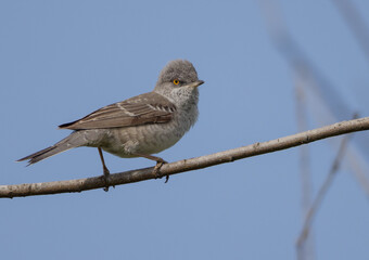 Fototapeta premium Barred warbler - male bird at the bushes near the river in spring