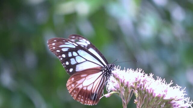 花の蜜を吸うアサギマダラ 渡り蝶のクローズアップ  4K  Parantica sita butterfly　