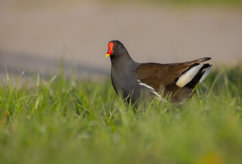 Fototapeta premium The common moorhen - adult bird in spring