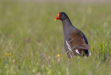 Obraz premium The common moorhen - adult bird in spring
