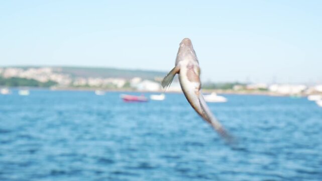Fish caught on fishing line during fishing