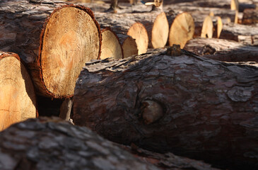 pile of wood made from sawn-off tree trunks pile of wooden logs, big trunks of tall trees cut and stacked. Stack of cut pine tree logs in forest Ecological Damage. Deforestation Impact on Evergreen © Maxim Chuev
