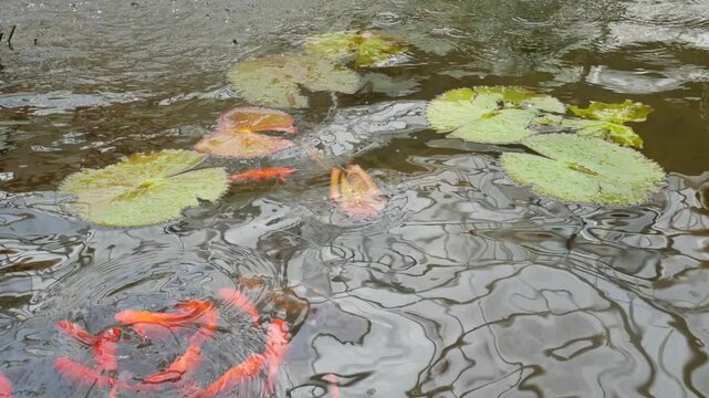 Beautiful 4K horizontal footage of colorful koi fish swimming gracefully among lotus leaves in a calm pond. Perfect for relaxation, meditation, or background scenes.