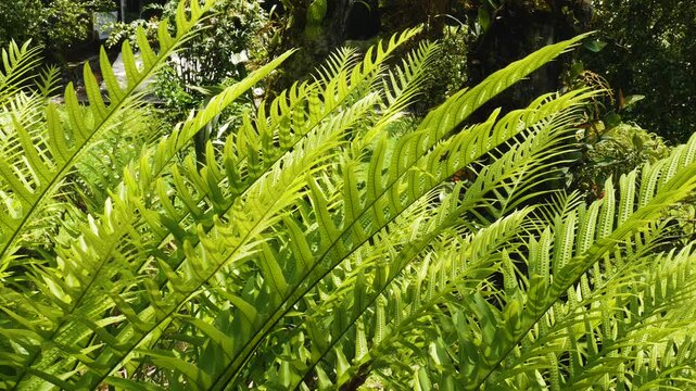 Wide shot of multiple fern plants swaying in the breeze inside a lush tropical forest, showcasing vibrant green life.