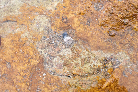 High‑resolution close‑up of a natural rock surface showing detailed texture, organic patterns, and weathered geological features. Ideal for backgrounds, design elements, and nature‑themed creative pro
