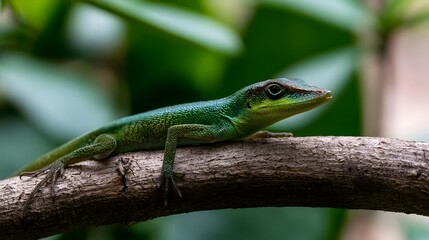 Fototapeta premium A vibrant green lizard perched on a textured tree branch surrounded by lush foliage in natural daylight