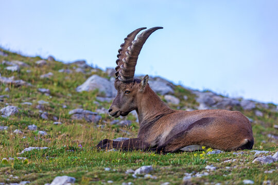 Alpensteinbock - Steinbock - Allg&auml;u - wild - Oberstdorf