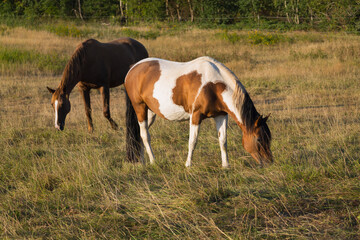 Pferde stehen auf der trockenen Weidekoppel im heißen Juli, ohne Streß und Hektik  © Winfried