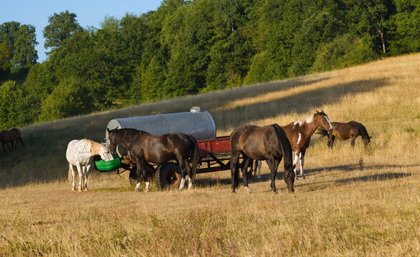 Pferde stehen auf der trockenen Weidekoppel im hei&szlig;en Juli, ohne Stre&szlig; und Hektik an der Tr&auml;nke