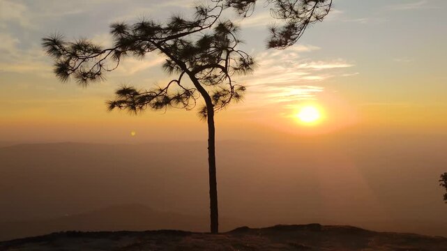 Landscape Silhouette Pine Tree with orange sky sunset nature of  ( Lom Sak Cliff ) - Phu Kradueng National Park Loei Thailand -Elevated lookout point popular for its sunset  forest views - Footage 