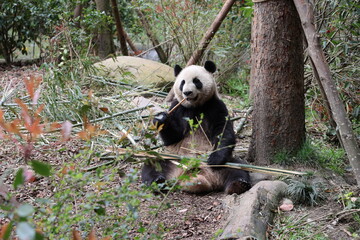 The panda eating bamboo © Yuhan
