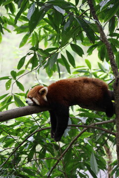 A sleeping red panda (Chengdu)