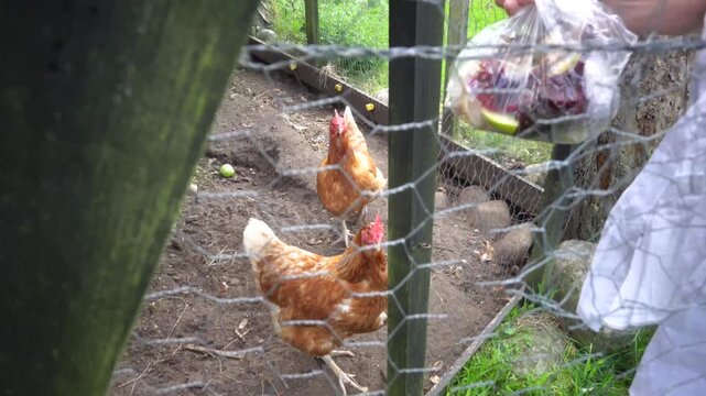 Hirtshals, Denmark A person feeds cooking scraps to chickens in a coop. 