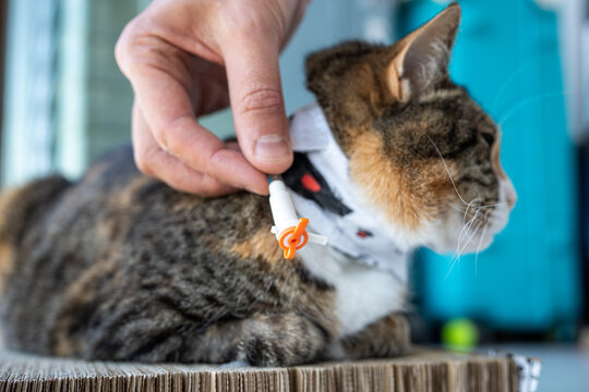 Man pet owner demonstrating temporal eustoma device for feeding and medications on domestic cat, sick kitty with special stoma appliance and protective collar from skin damage, pet rehabilitation.