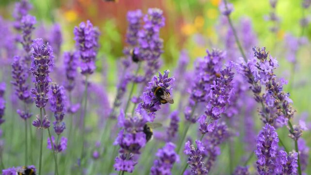 Bumblebee pollinating blooming lavender bush with small purple flowers, close up view. Lavandula, honey plant attracting many Bombus and bees, beneficial insects, pollination