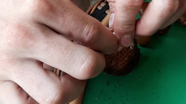 Close up shot of a caucasian tourist hands struggling to peel a fresh snake fruit or salak
