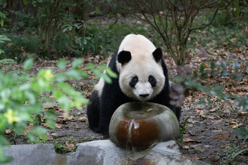 Giant Panda returned from USA, Mei Lan , Drinking Water from a Stone Fountain © foreverhappy