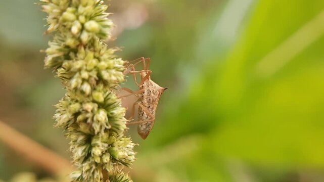 Macro shot of a rice stink bug resting on an agricultural plant in a farm field