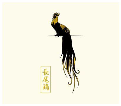 Luxury Japanese Onagadori rooster vector illustration in black and gold style, long tailed chicken silhouette with gold Kanji calligraphy Stamp meaning Long Tailed Chicken