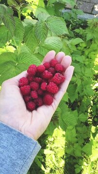 Female hand holding freshly picked ripe raspberries with green raspberry bushes in the background. Seasonal harvest scene representing organic food, healthy eating, home gardening.