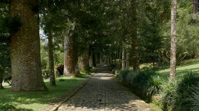 A windy scene in a botanical garden featuring a stone path surrounded by tall trees and swaying leaves, creating a relaxing and refreshing natural atmosphere.