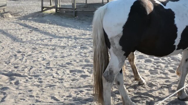 Close-up video of the hindquarters of a piebald horse with a white coat and large black patches. 